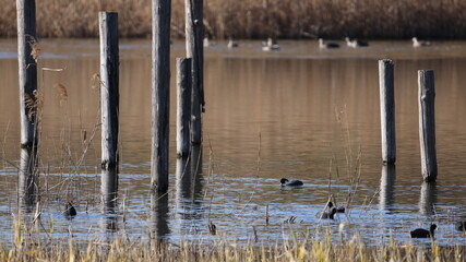 池と水鳥の風景の写真