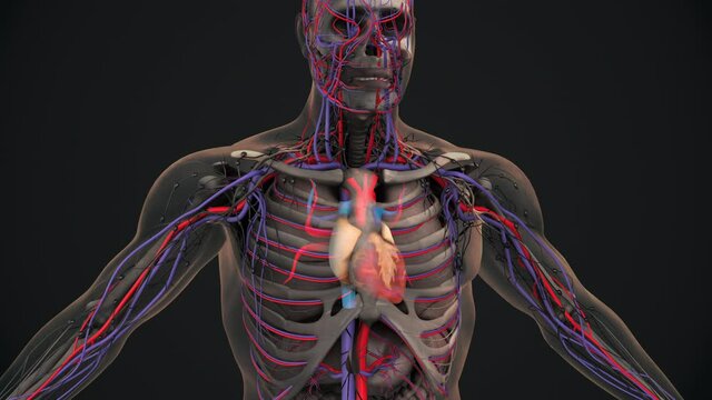 Human heart with veins and arteries