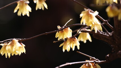 冬に咲く花の写真