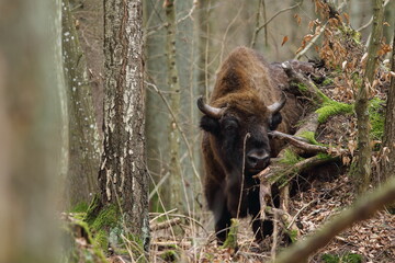 Żubr europejski (European Bison) Bison Bonasus © Patryk
