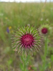 flower of a thistle
