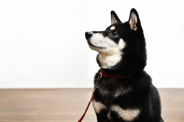 床に座る黒い柴犬