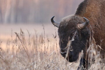Żubr europejski (European Bison) Bison Bonasus © Patryk