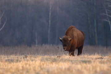 Żubr europejski (European Bison) Bison Bonasus