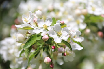 Springs Flowers, Gold Bar Park, Edmonton, Alberta