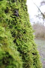 moss on tree