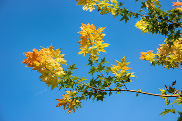 Fototapeta na wymiar Tree blue sky, tree top against blue sky on a sunny day.