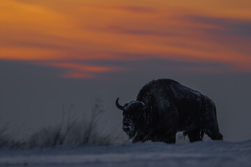 Żubr europejski (European Bison) Bison Bonasus © Patryk