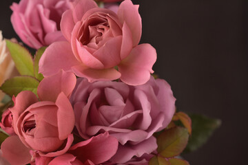 バラの花（ピンク）、黒背景