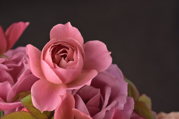 バラの花（ピンク）、黒背景