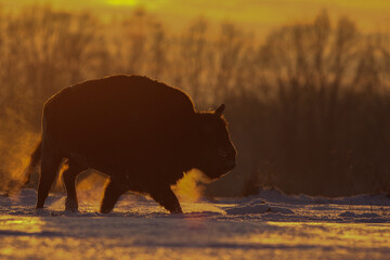 Żubr europejski (European Bison) Bison Bonasus