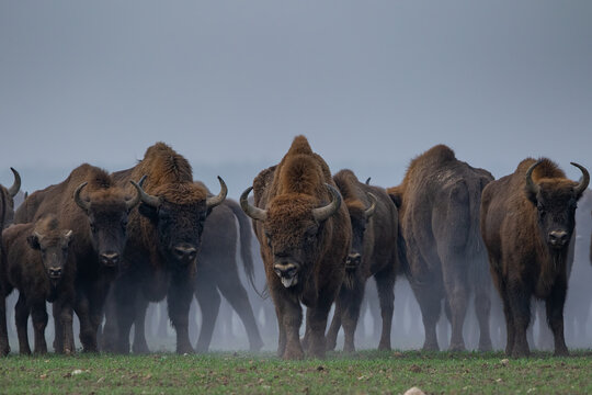 European Bison Back View