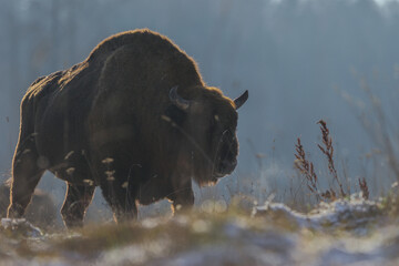 Żubr europejski (European Bison) Bison Bonasus © Patryk