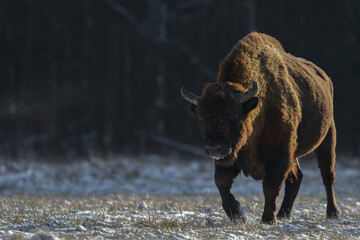Żubr europejski (European Bison) Bison Bonasus