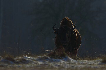Żubr europejski (European Bison) Bison Bonasus © Patryk