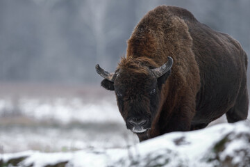 Żubr europejski (European Bison) Bison Bonasus - obrazy, fototapety, plakaty