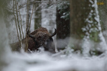 Żubr europejski (European Bison) Bison Bonasus