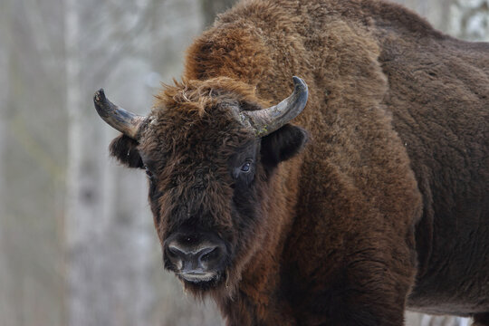Żubr europejski (European Bison) Bison Bonasus