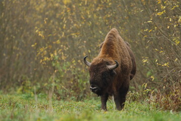 Fototapeta premium Żubr europejski (European Bison) Bison Bonasus