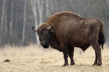 Żubr europejski (European Bison) Bison Bonasus - obrazy, fototapety, plakaty