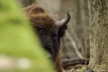 Żubr europejski (European Bison) Bison Bonasus © Patryk