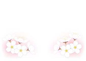 白い文字スペースが付いたサクラの花の背景。'Yoshino cherry'とも呼ばれるソメイヨシノの花。