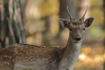 Daniel zwyczajny (Dama dama)  © Patryk