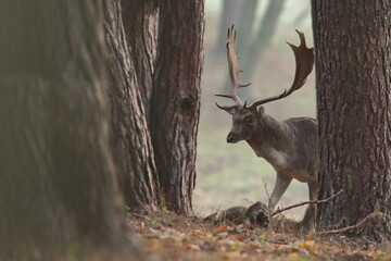 Daniel zwyczajny (Dama dama)  © Patryk