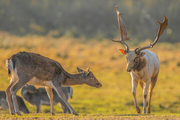 Daniel zwyczajny (Dama dama)  © Patryk