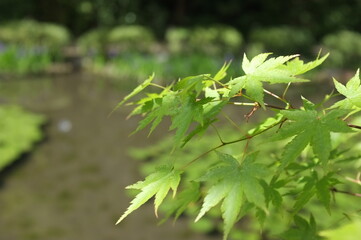京都　平安神宮神苑の池と新緑の紅葉