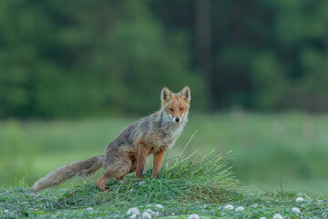 Naklejka na ściany i meble Lis zwyczajny (red fox) Fox