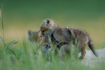 Lis zwyczajny (red fox) Fox