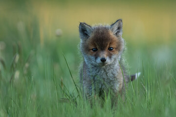 Lis zwyczajny (red fox) Fox © Patryk
