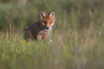Lis zwyczajny (red fox) Fox