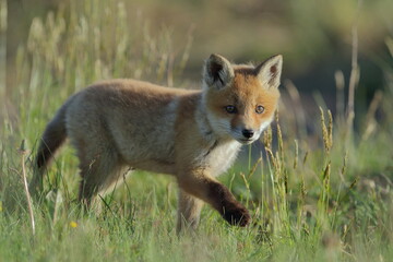 Lis zwyczajny (red fox) Fox © Patryk