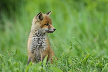 Lis zwyczajny (red fox) Fox © Patryk