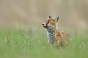 Lis zwyczajny (red fox) Fox © Patryk