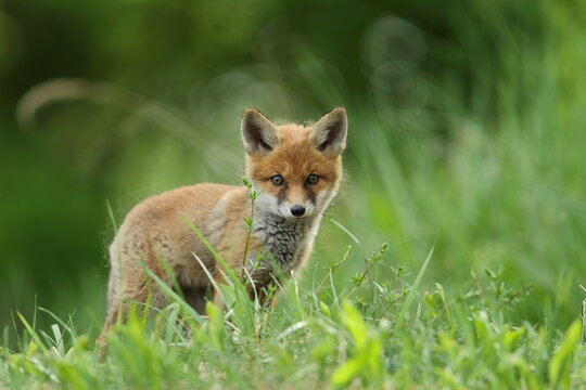Lis zwyczajny (red fox) Fox