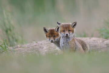 Lis zwyczajny (red fox) Fox © Patryk