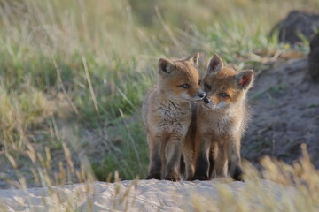 Plakat Lis zwyczajny (red fox) Fox