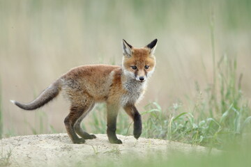 Lis zwyczajny (red fox) Fox © Patryk