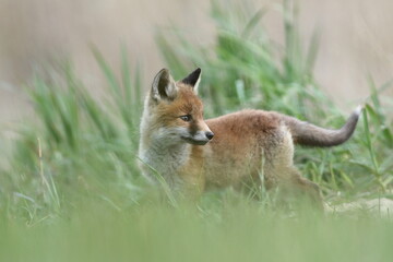 Lis zwyczajny (red fox) Fox - obrazy, fototapety, plakaty