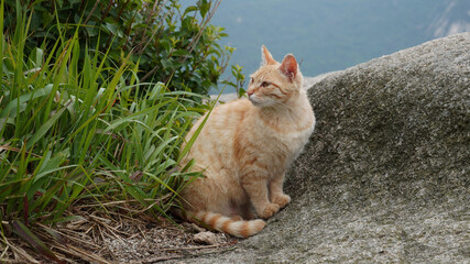 Fototapeta premium cat on the grass