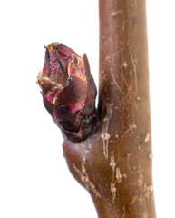 A swollen bud with a flower on an apricot branch is isolated on a white background.
