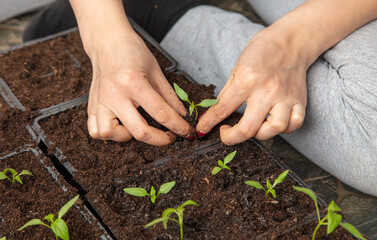 A woman prepares pepper seedlings in the ground for planting in a vegetable garden