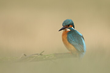 Zimorodek zwyczajny (Albedo atthis) Kingfisher