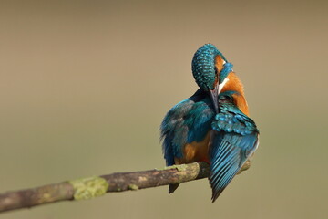 Zimorodek zwyczajny (Albedo atthis) Kingfisher © Patryk