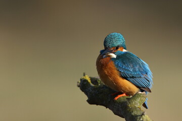 Zimorodek zwyczajny (Albedo atthis) Kingfisher © Patryk