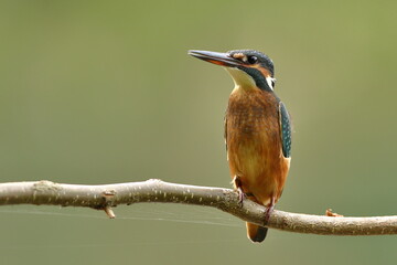 Zimorodek zwyczajny (Albedo atthis) Kingfisher