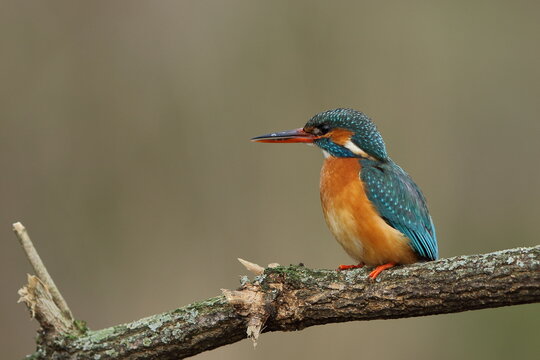 Zimorodek zwyczajny (Albedo atthis) Kingfisher
